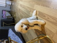 Orjinal toy poodle safkan şecereli