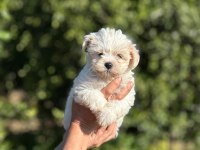 Maltese Terrier Dişi Yavrumuz