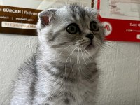 Scottish fold