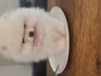 Show kalite pomeranian boo