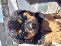 Dişi ve erkek rottweiler mevcut