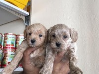 Maltipoo yavrular