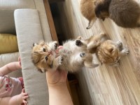 Golden Scottish Fold bebek yavrular