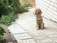 Toy Poodle Dişi Kızımız 17 Aylık