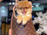 NADİR RENK POMERNİAN BOO (KÜTAHYA EXUMA PET CENTER)