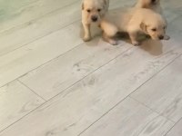 Irk Sağlık Garantili Golden Retriever Bebeklerimiz