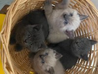 British shorthair yavrular ırk sağlık garantili