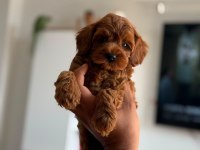 Premium Toy Poodle
