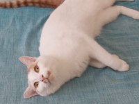 ÜCRETSİZ KEDİMİZ 6 AY BOYUNCA TÜM İHTİYAÇLARI KARŞILANACAK