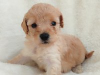 Poodle Kayısının En Tatlı Tadı