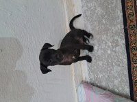 İki adet erkek pinscher köpek ikisi de 2 aylık