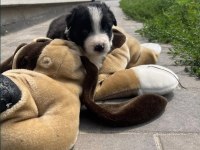 Border collie yavrular
