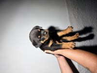 A ŞECERE ROTTWEİLER