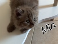 Mia longhair kedimiz