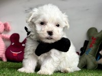 MALTESE TERRİER KÖPEKLER