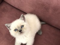 BLUE POİNT BRİTİSH SHORTHAİR YAVRULAR