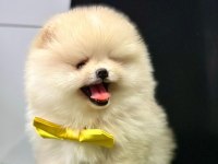 Safkan Pomeranian Boo Yavrularımız