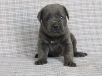 Benim cane corso köpeğim