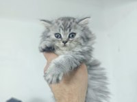 2 aylık dişi british longhair