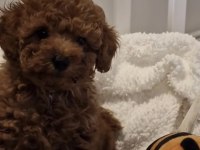 Toy Poodle Yavru