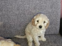 Bu bambaşka maltipoo