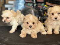 Çok özel wc eğitimli kore maltipoo