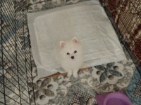 Ücretli sahiplendirme pomeranian boo