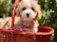Maltipoo Dizayn Irk Sevimli Yavrular