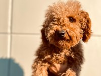 Kıvırcık tüy yumağı toy poodle oğlumuz