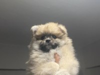 POMERANİAN DİŞİ YAVRUMUZ