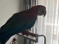 Yavru macaw