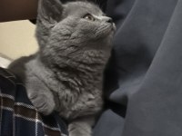 2 aylık british shorthair erkek yavru