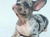 2.5 aylık dişi merle french bulldog