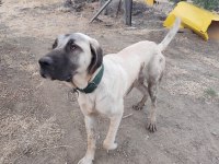 Genç erkek kangal