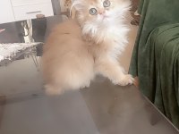 Full şecereli golden british longhair erkek ve dişi