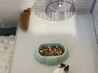 Ücretsiz Yavru Suriye Hamster (Evcil ısırmayan)