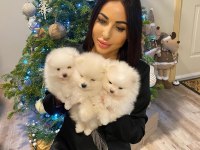 Mersin pomeranian yavru köpeğimiz
