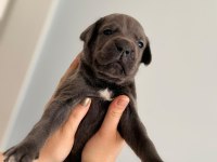 Sahiplendirme cane corso 1,5 aylık