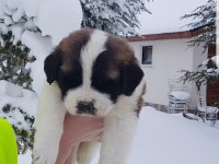 MÜKEMMEL SAİNT BERNARD BÖYLESİ YOK