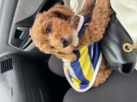 Toy poodle köpeğimiz