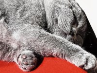 British Kedim Shorthair