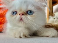 İran persian