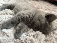 Minnak british shorthair oyuncum
