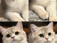 Ay12 dişi şampiyon (anne baba) safkan british shorthair