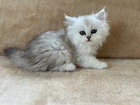 CHİNCHİLLA GÜZELLİKLER PODYUMDA