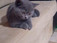 British shorthair ayıcık suratlar