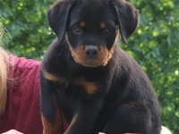 A Şecereli Rottweiler Yavrularım