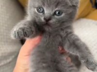 Ponçik Kediler Yeni Yuvalarını Arıyor
