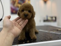 Üst Kalite Irk Ve Sağlık Garantili Toy Poodle