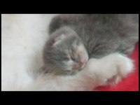 Russian blue ve british longhair kırma yavrular